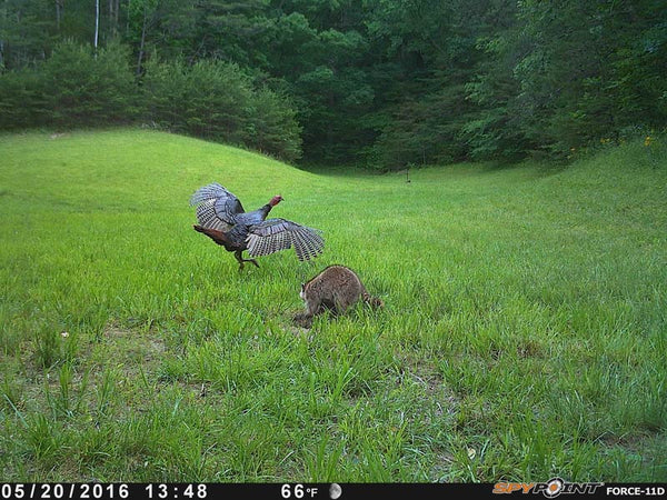 turkeys on spypoint 11d