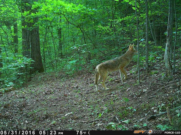 Coyote on a game camera