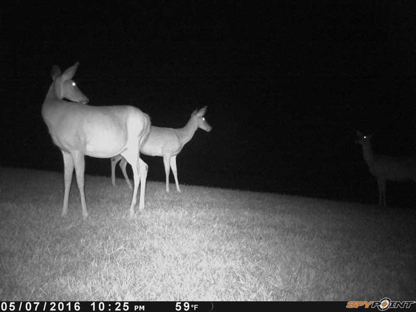 IR trailcam picture from Spypoint