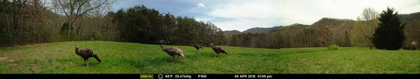 panoramic trailcam photo