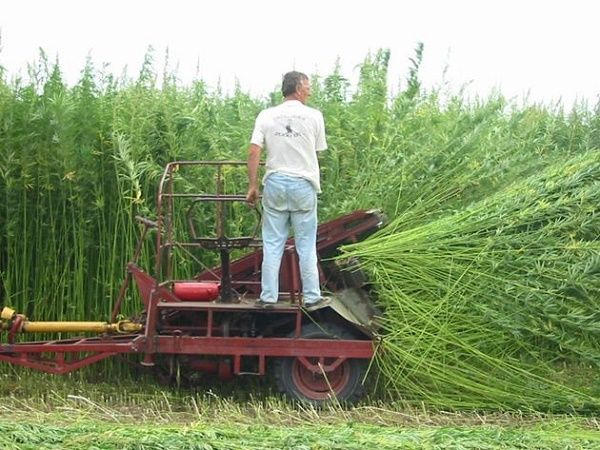 High Time for Hemp: The Ancient Eco Fabric Making a Comeback – Citizen Wolf