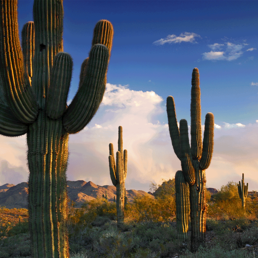 Cacti are just as at threat from climate change as everyone and everything else | Citizen Wolf