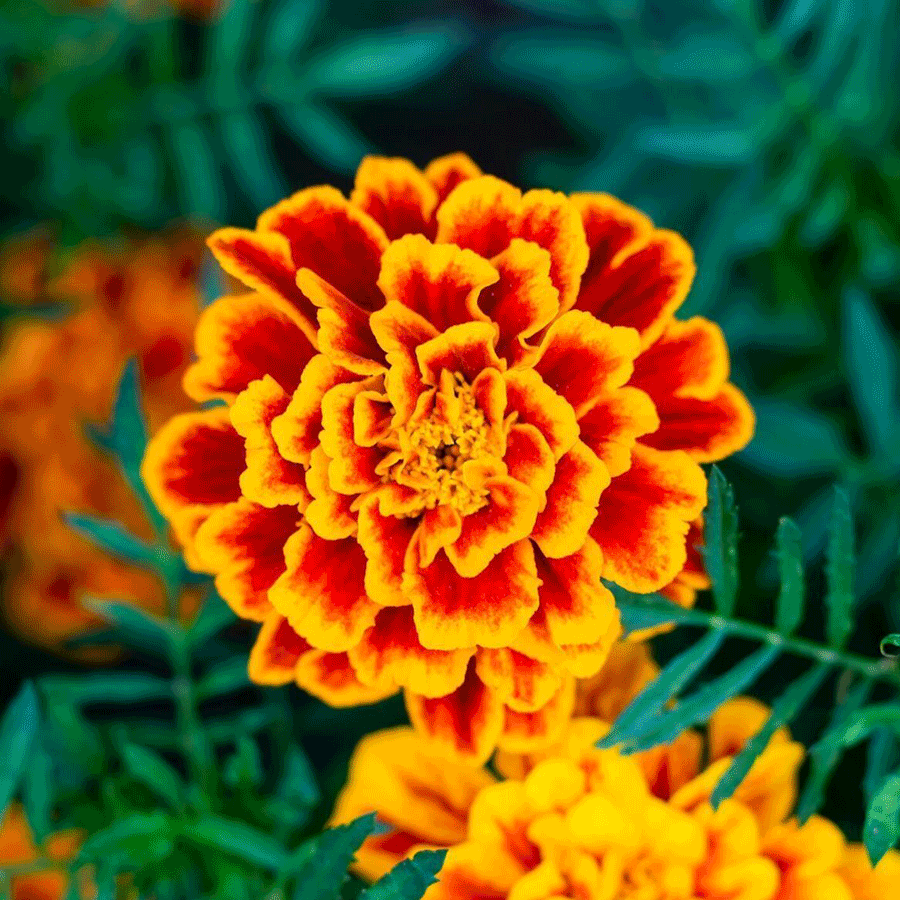 DO YOU WITH CONFIDENCE IN MARIGOLD - FLOWER POWER | Citizen Wolf
