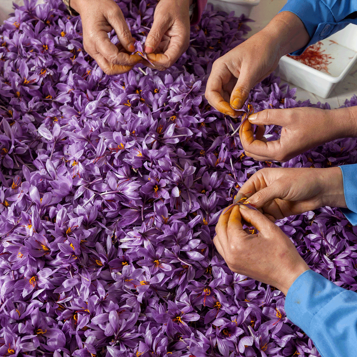 Citizen Wolf | because of its high value, saffron quickly become a favourite of many ancient rulers.