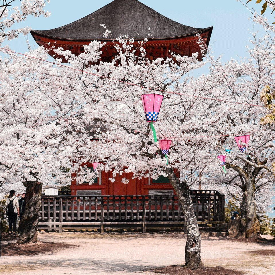 The fleeting beauty of Sakura, the Japanese Cherry Blossom | Citizen Wolf