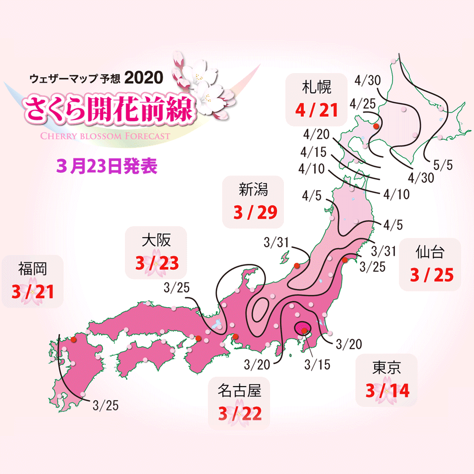"Cherry Blossom Front" Sakura Zensen | Citizen Wolf