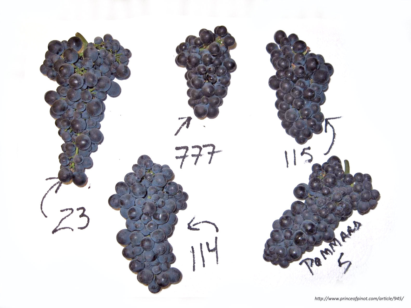 Pinot Noir is so Genetically unstable it has thousands of genetic clones | Citizen Wolf
