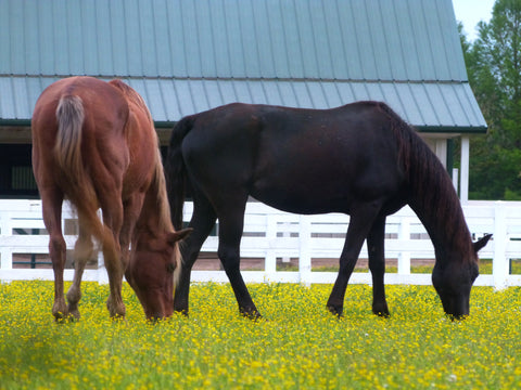 Horses on a field, fresh grass, spring grass