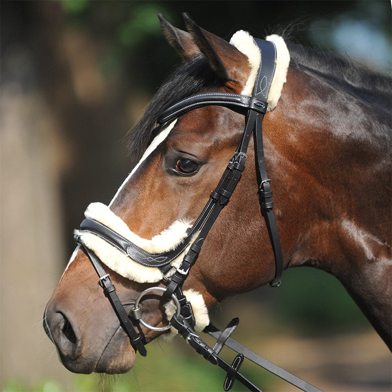 horse bridle