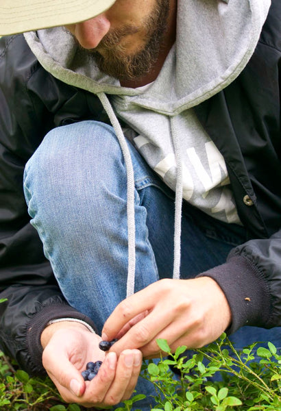 Picture of a Nordic bearded man foraging blueberries