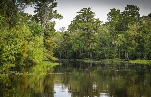 wetlands