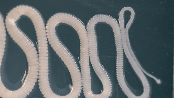 Picture of tapeworm