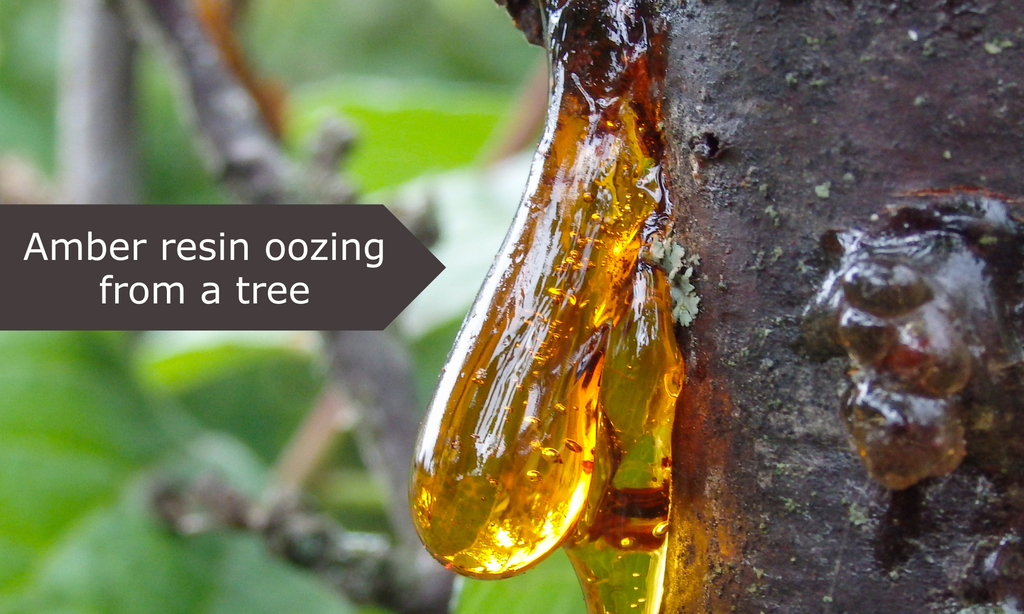 Amber resin oozing from a tree