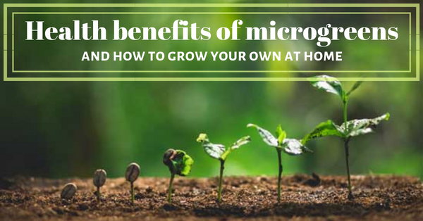 health benefits microgreens and how to grow at home