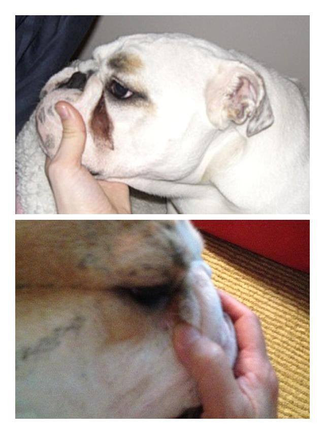 english bulldog tear stain remover