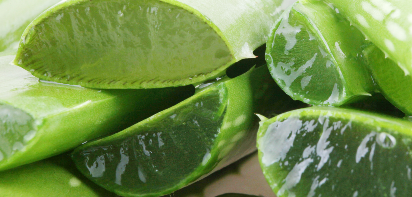 7 Great Ways Aloe Vera Heals Your Skin Aloe Infusion
