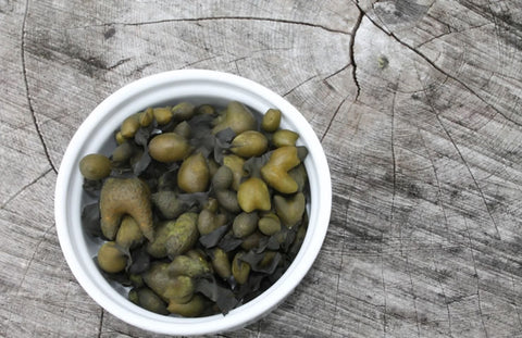 Bladder Wrack Anti-Aging