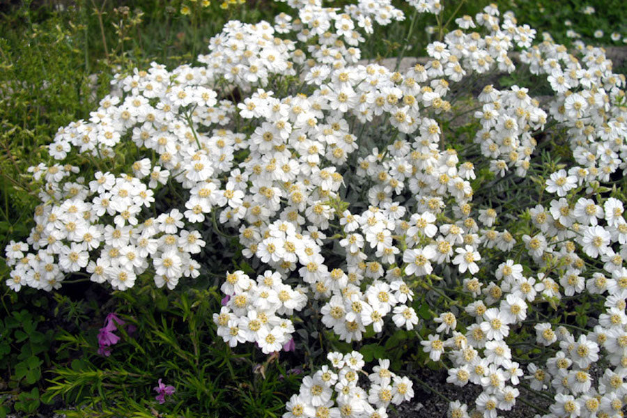Achillea ageratifolia – Ballyrobert Gardens