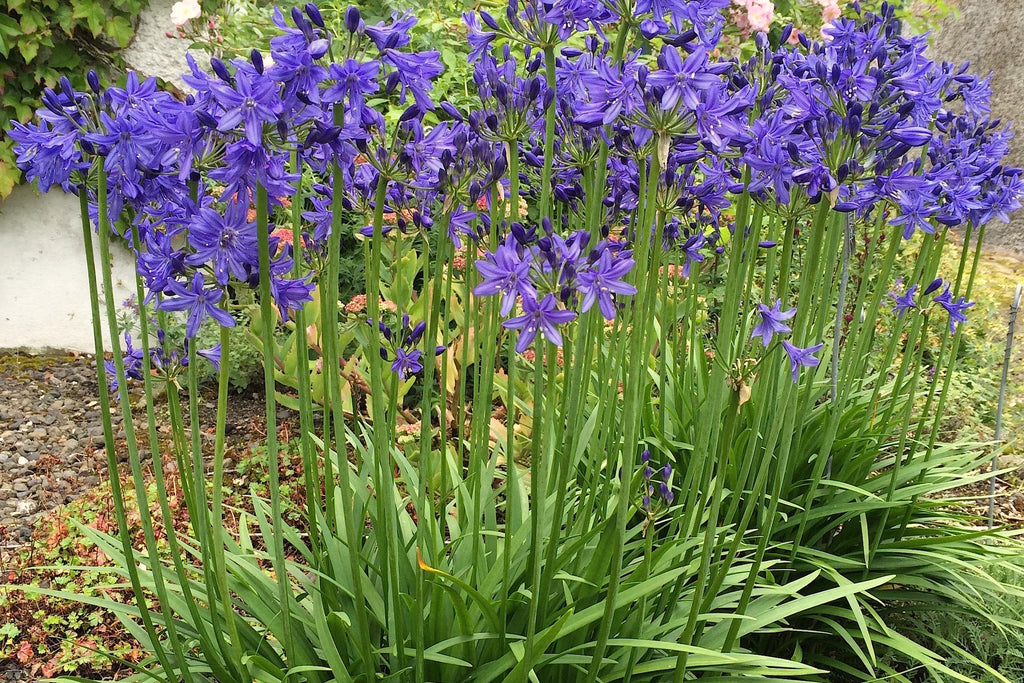 Agapanthus 'Cally Blue' – Ballyrobert Gardens