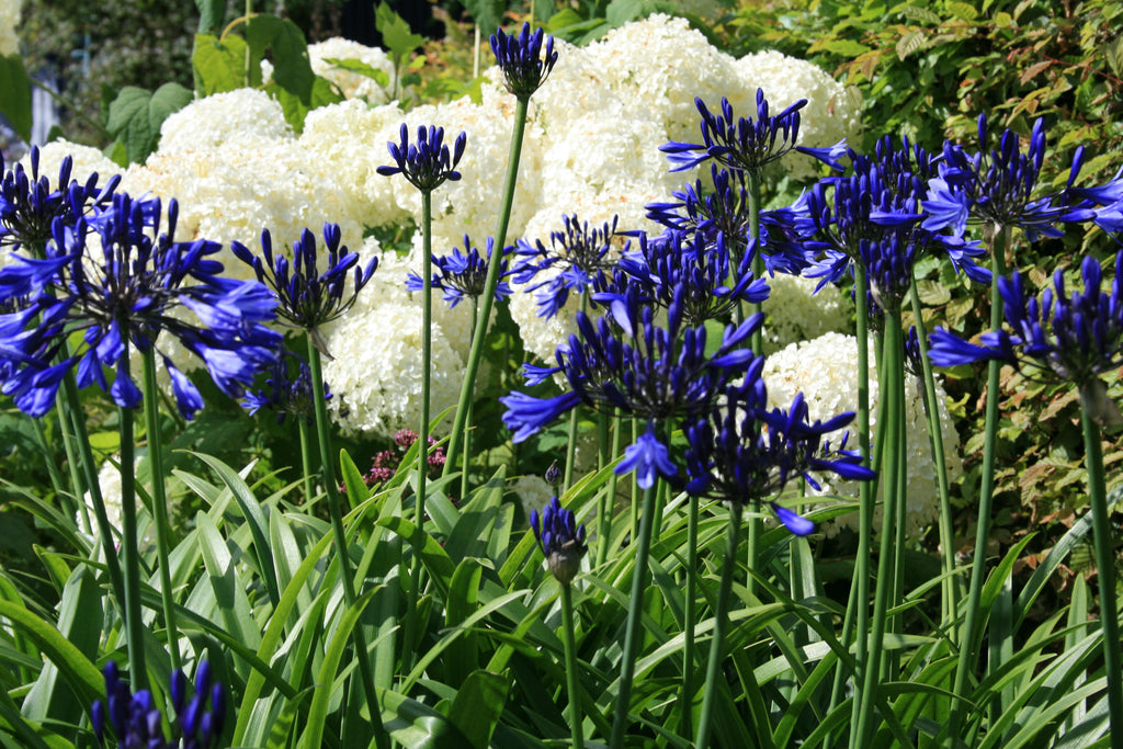 Agapanthus navy blue