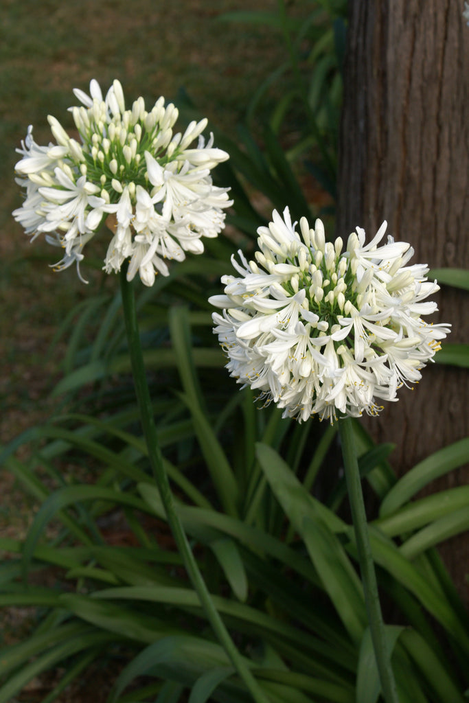 Agapanthus africanus 'Albus' – Ballyrobert Gardens