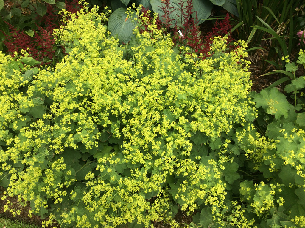 Alchemilla mollis – Ballyrobert Gardens