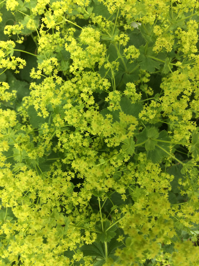 Alchemilla mollis – Ballyrobert Gardens