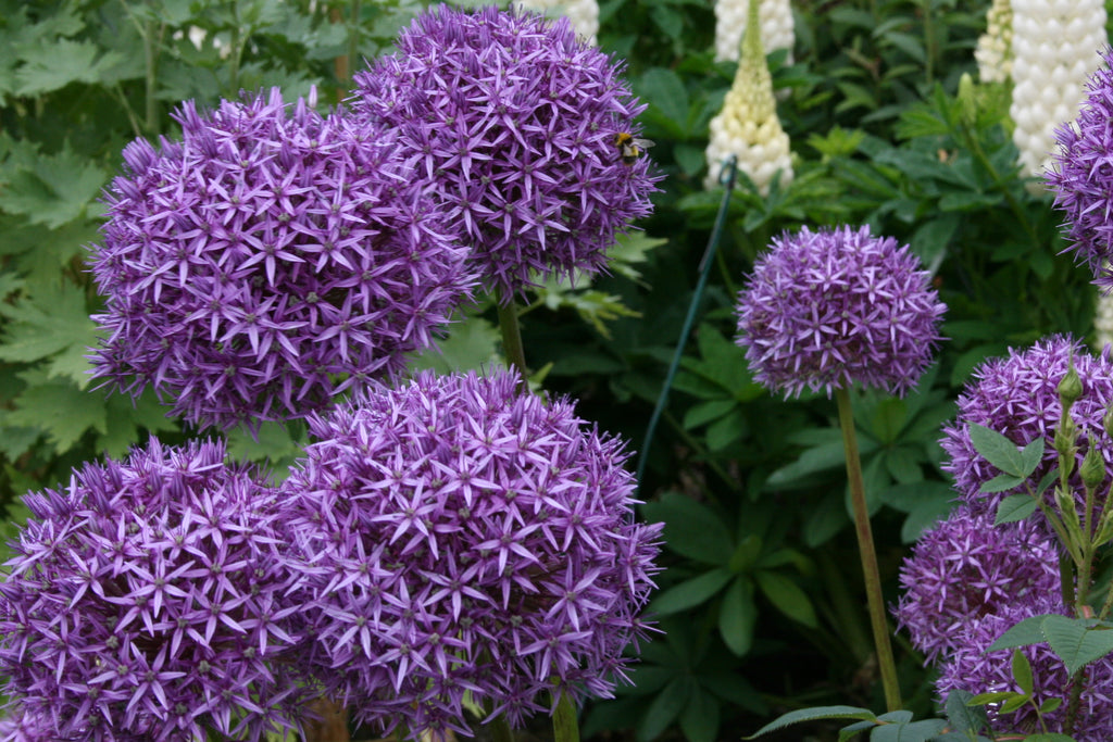 Allium 'Globemaster' – Ballyrobert Gardens