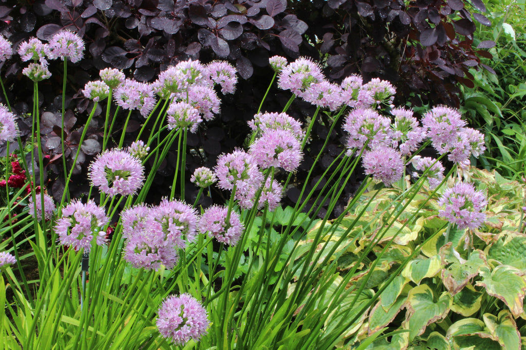 Allium 'Summer Beauty' – Ballyrobert Gardens