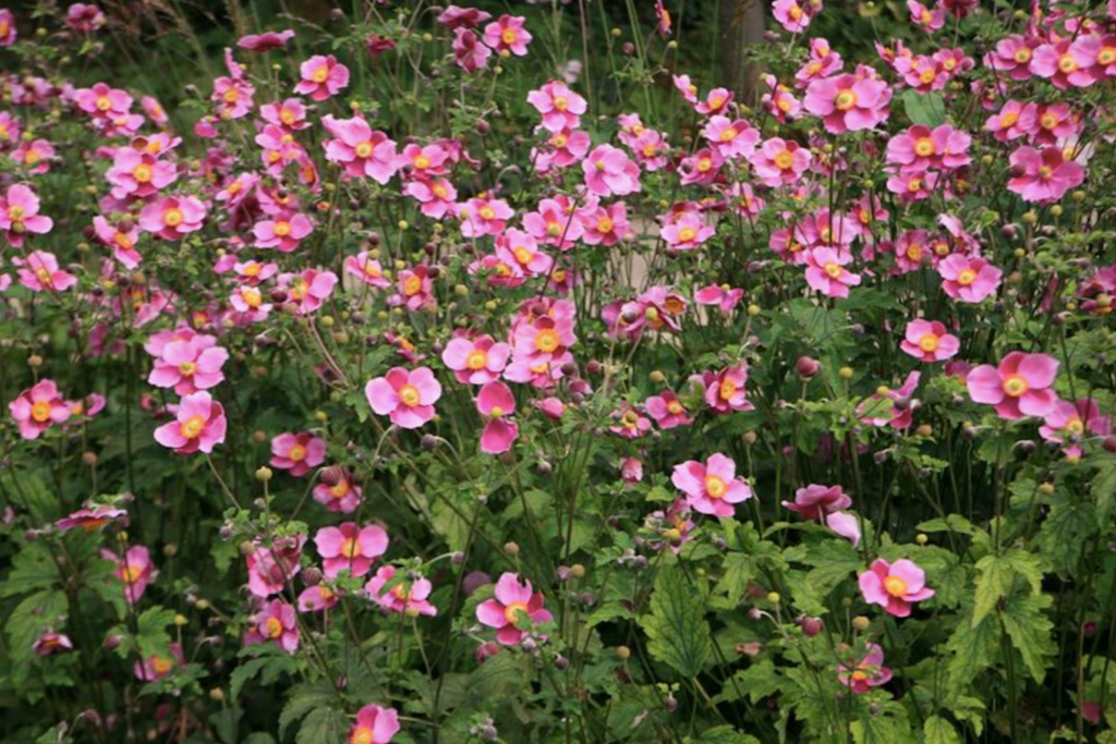 Anemone hupehensis 'Hadspen Abundance' – Ballyrobert Gardens