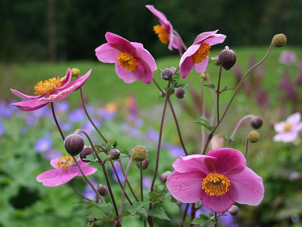 Anemone hupehensis 'Praecox' – Ballyrobert Gardens