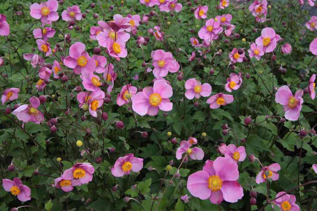 Anemone hupehensis 'Praecox' – Ballyrobert Gardens