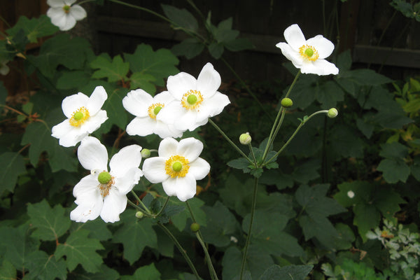 Anemone x hybrida 'Honorine Jobert' – Ballyrobert Gardens