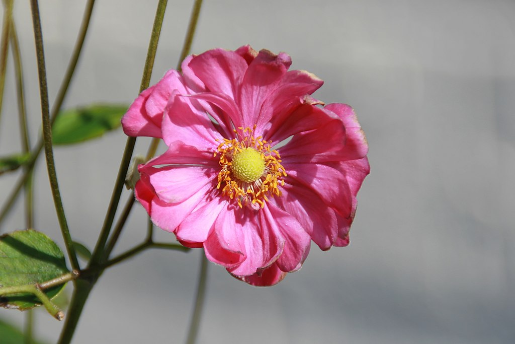 Anemone x hybrida 'Margarete' Kayser & Seibert – Ballyrobert Gardens