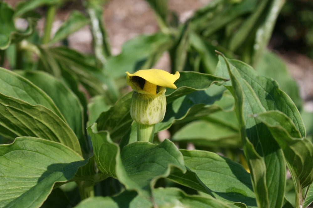 Semis de Arisaema Arisaema_flavum_1_nbrcg_wi_copy_1024x1024