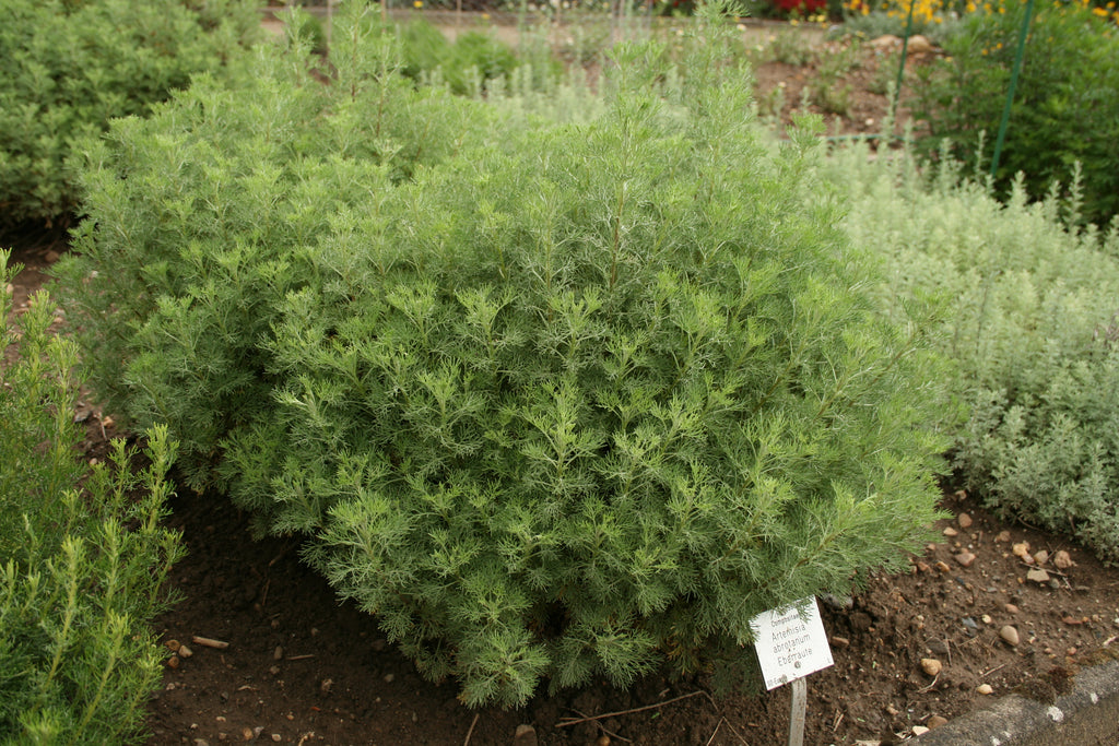 Artemisia abrotanum Ballyrobert Gardens