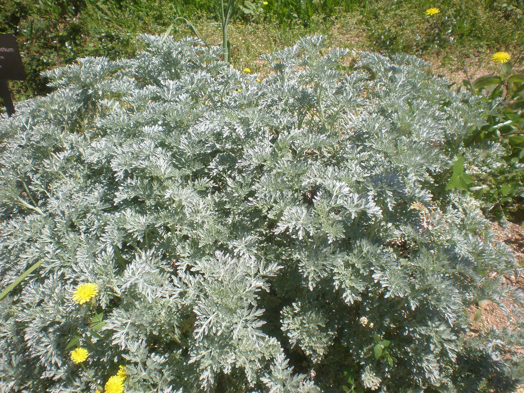 Artemisia Absinthium by Caro Panero