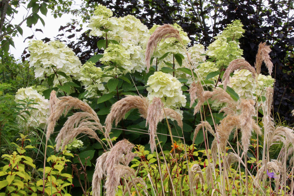 Calamagrostis emodensis – Ballyrobert Gardens