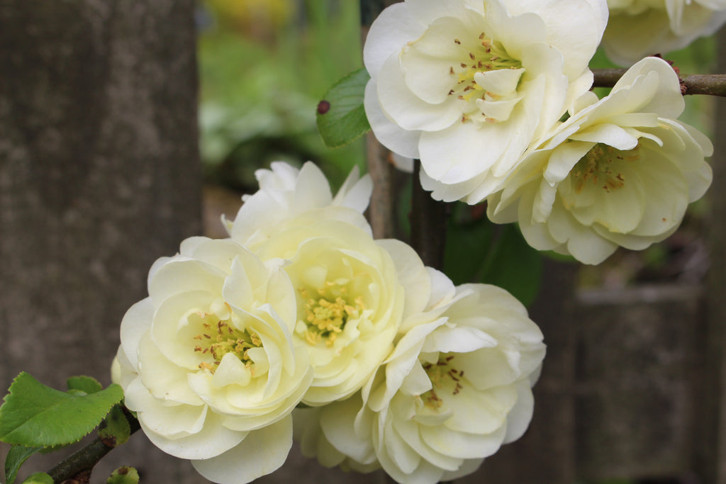 Double Take Eternal White™ - Flowering Quince - Proven Winners - 4