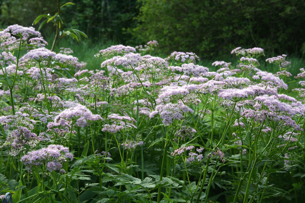 Chaerophyllum Hirsutum Roseum Ballyrobert Gardens