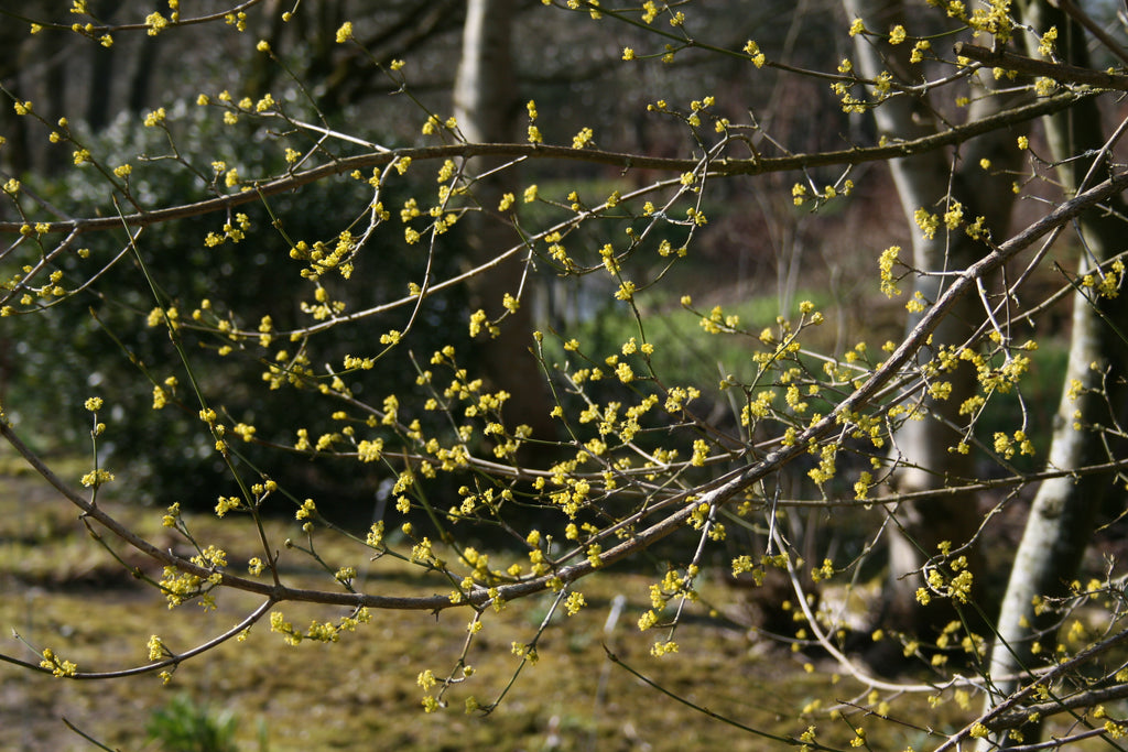 cornus mas cultivars