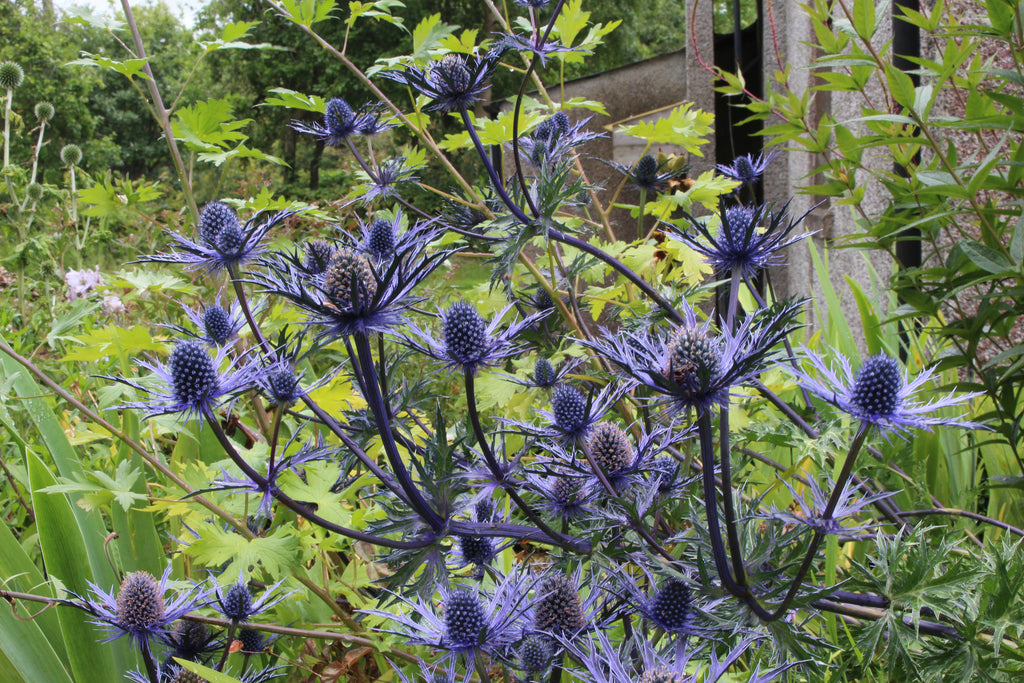 Eryngium 'Cobalt Star' Ballyrobert Gardens