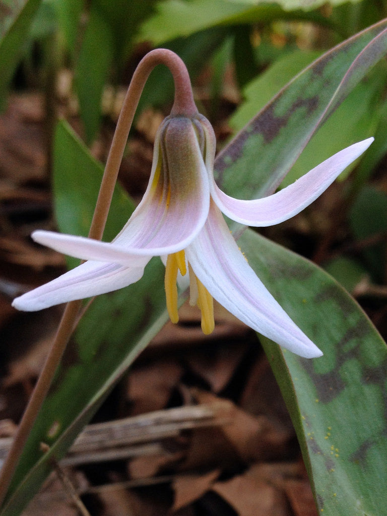 trout lily