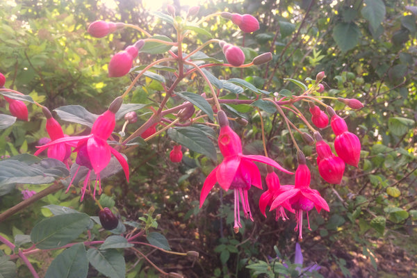 Fuchsia 'Phyllis' (d) – Ballyrobert Gardens