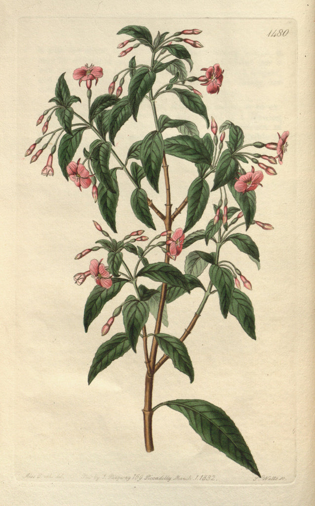 Fuchsia x bacillaris (E) – Ballyrobert Gardens