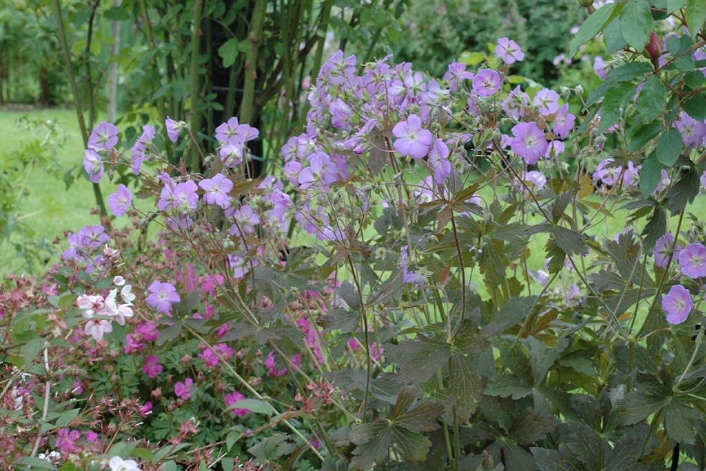 Geranium Maculatum Elizabeth Ann Ballyrobert Gardens