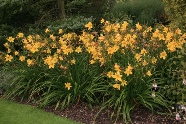 Hemerocallis 'Lemon Bells' – Ballyrobert Gardens