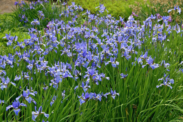 Iris 'Perry’s Blue' (Sib) – Ballyrobert Gardens