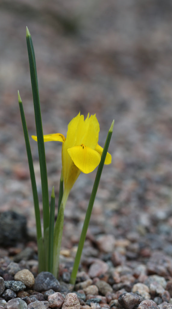 Iris danfordiae – Ballyrobert Gardens