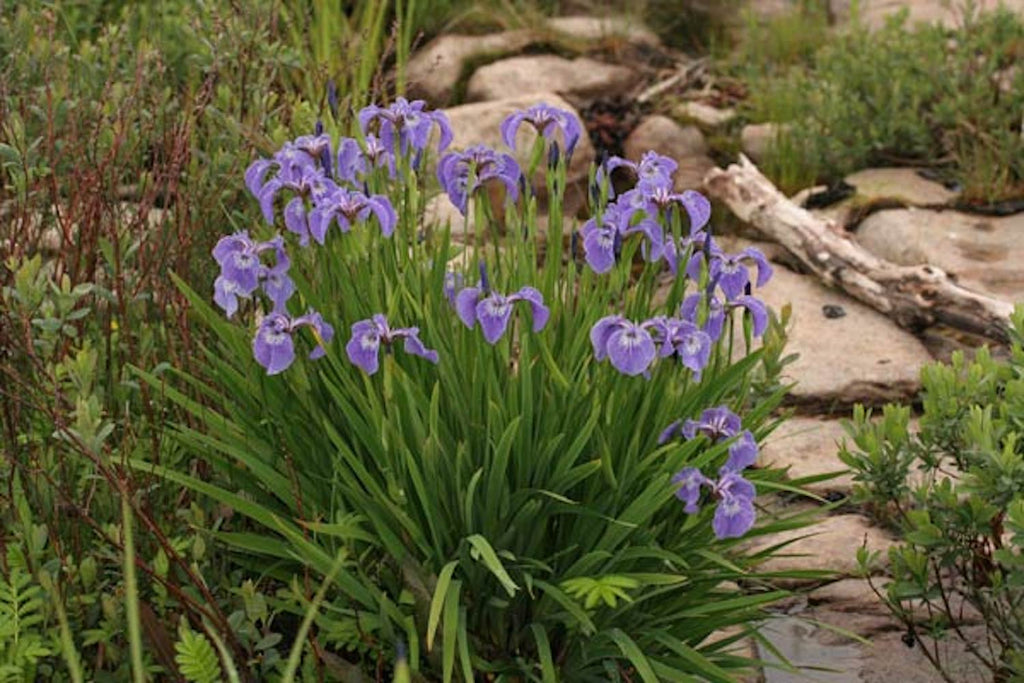 Iris hookeri – Ballyrobert Gardens